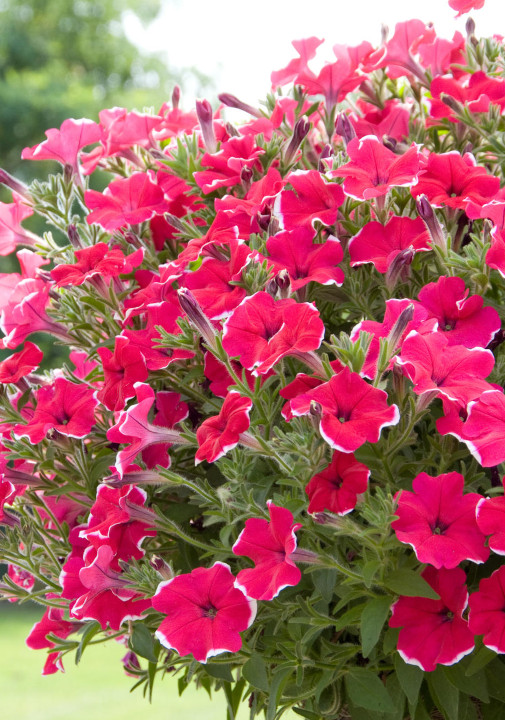 Petunia zomerbloeiers tuincentrum osdorp