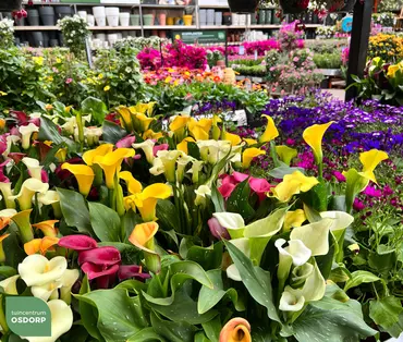 Een glimp van onze eenjarige planten afdeling!