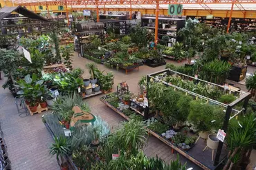 Een glimp van onze kamerplanten afdeling!