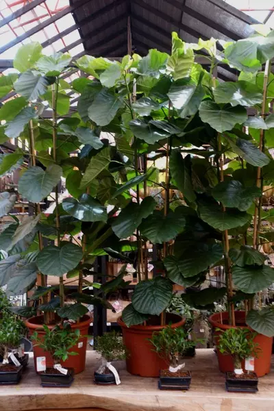 Ficus umbellata 2022