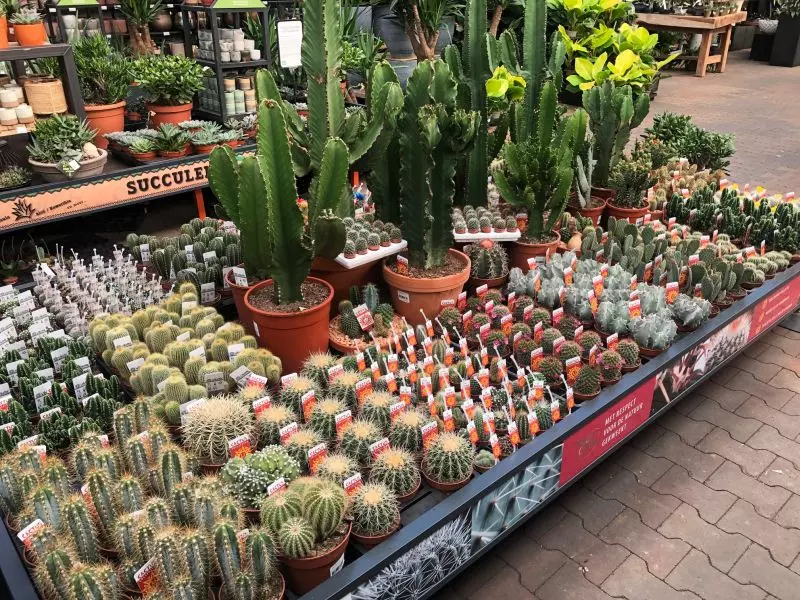 https://www.osdorp.nl/producten/675/cactussen-vetplanten