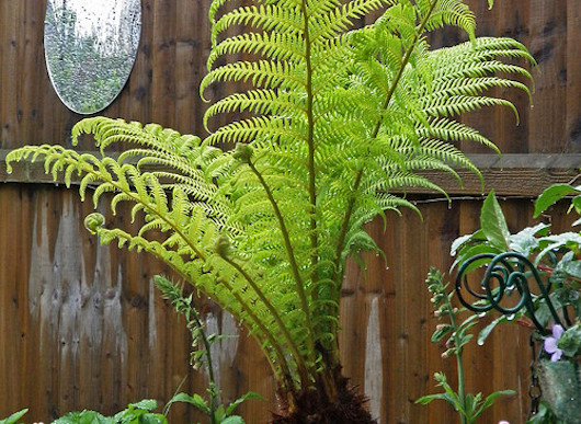 Planten voor schaduwtuin