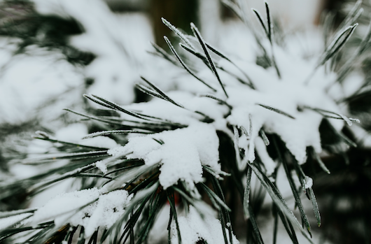 winter in de tuin