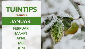 Tuintips januari