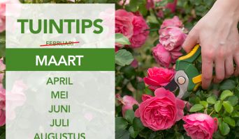 Tuintips Maart