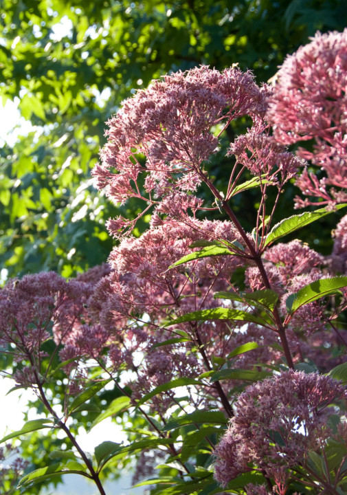 Top 9 laatbloeiers voor een vrolijk najaar eupatorium