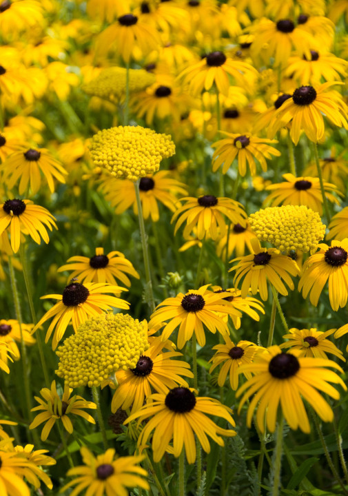 Top 9 laatbloeiers voor een vrolijk najaar rudbeckia