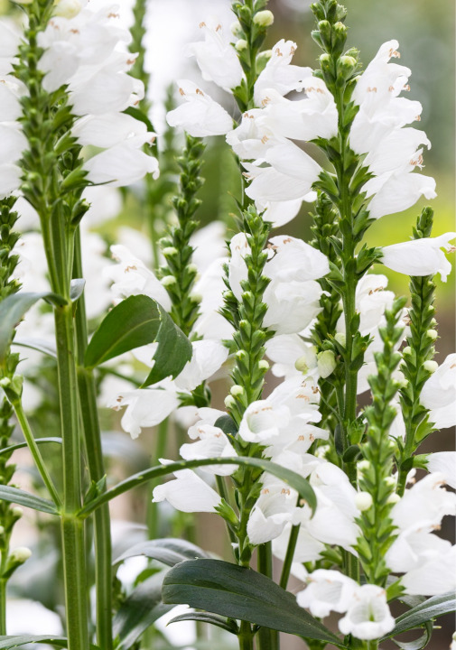 Top 9 laatbloeiers voor een vrolijk najaar scharnierbloem