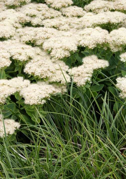 Top 9 laatbloeiers voor een vrolijk najaar sedum spectabile