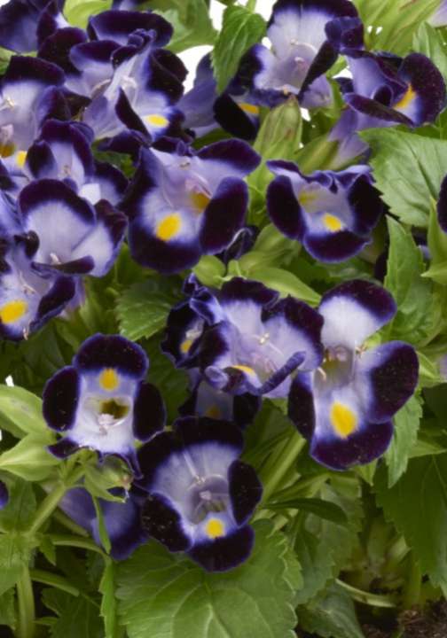 Torenia zomerbloeiers tuincentrum osdorp