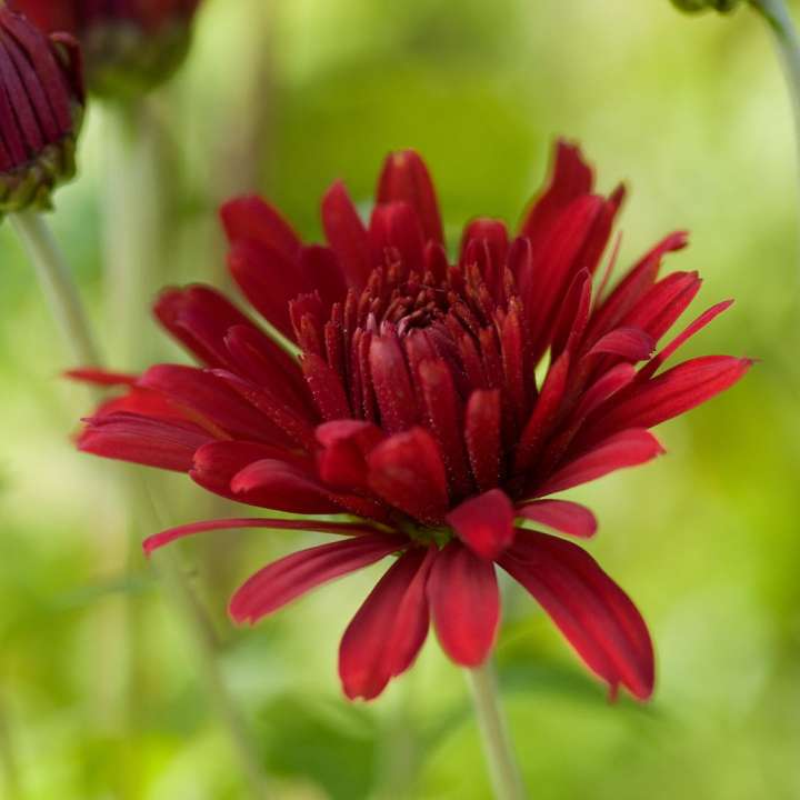 Tuinchrysanten kopen bij Tuincentrum Osdorp in Amsterdam