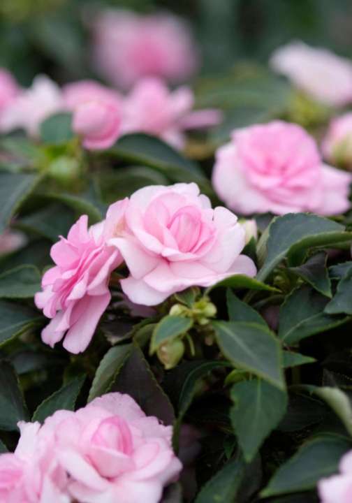 Vlijtig liesje zomerbloeiers tuincentrum osdorp