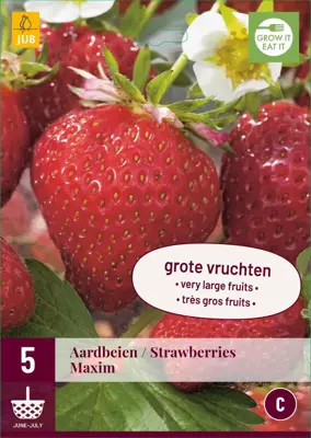 Aardbei Fragaria maxim 5 stuks - afbeelding 1