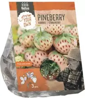 Aardbeiplant pineberry 3 stuks - afbeelding 1