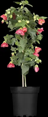 Abutilon-Hybrid (Abutilon) - afbeelding 3