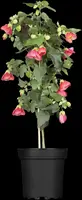 Abutilon-Hybrid (Abutilon) - afbeelding 3