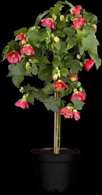 Abutilon-Hybrid (Abutilon) - afbeelding 2