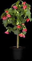Abutilon-Hybrid (Abutilon) - afbeelding 2