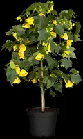 Abutilon-Hybrid (Abutilon) - afbeelding 4