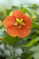Abutilon-Hybrid (Abutilon) - afbeelding 6