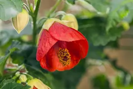 Abutilon-Hybrid (Abutilon) kopen?