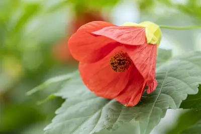 Abutilon-Hybrid (Abutilon) - afbeelding 5