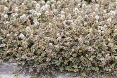 Acaena Microphylla (Stekelnootje) - afbeelding 3