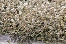 Acaena Microphylla (Stekelnootje) - afbeelding 3