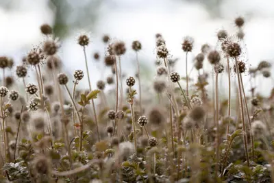Acaena Microphylla (Stekelnootje) - afbeelding 4