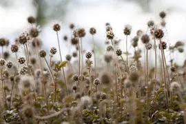 Acaena Microphylla (Stekelnootje) - afbeelding 4