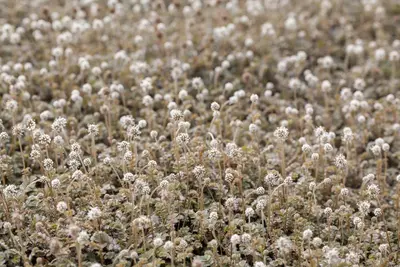 Acaena Microphylla (Stekelnootje) - afbeelding 5
