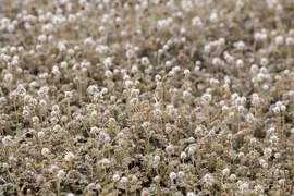 Acaena Microphylla (Stekelnootje) - afbeelding 5