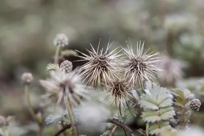Acaena Microphylla (Stekelnootje) - afbeelding 6