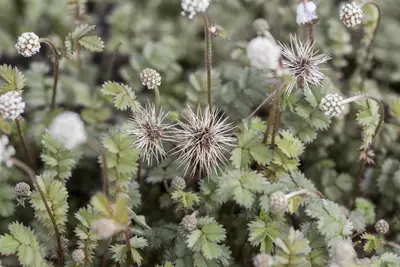 Acaena Microphylla (Stekelnootje) - afbeelding 7