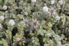 Acaena Microphylla (Stekelnootje) - afbeelding 7