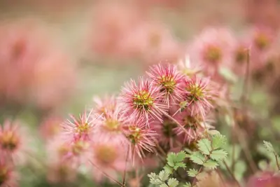 Acaena Microphylla (Stekelnootje) - afbeelding 9