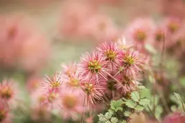 Acaena Microphylla (Stekelnootje) - afbeelding 9