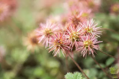 Acaena Microphylla (Stekelnootje) - afbeelding 10
