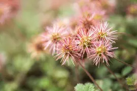 Acaena Microphylla (Stekelnootje) - afbeelding 10