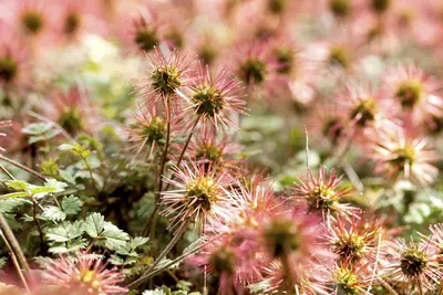Acaena Microphylla (Stekelnootje) - afbeelding 11