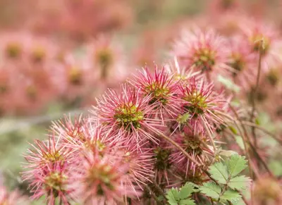 Acaena Microphylla (Stekelnootje) - afbeelding 8