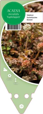 Acaena Microphylla (Stekelnootje) - afbeelding 1