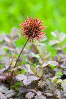 Acaena Microphylla (Stekelnootje) - afbeelding 12