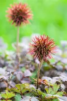 Acaena Microphylla (Stekelnootje) - afbeelding 13