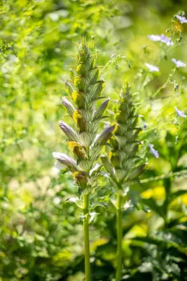 Acanthus mollis (Berenklauw) - afbeelding 2