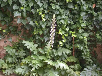 Acanthus mollis (Berenklauw) - afbeelding 1