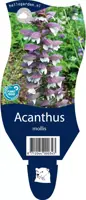 Acanthus mollis (Stekelige berenklauw) - afbeelding 1