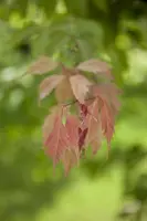 Acer (Esdoorn) - afbeelding 3