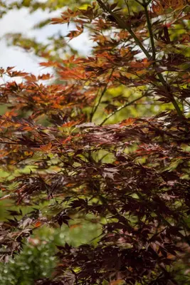 Acer (Esdoorn) - afbeelding 1