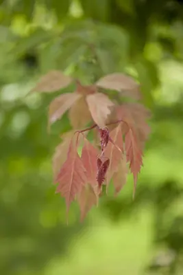 Acer (Esdoorn) - afbeelding 3